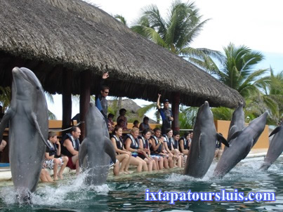 Delfiniti ixtapa