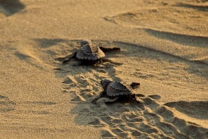 Ixtapa Turtle release